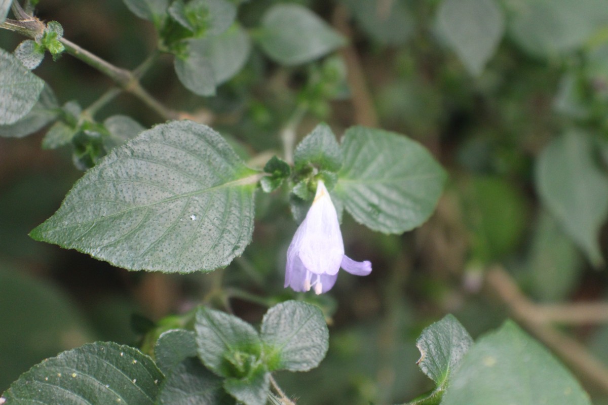 Strobilanthes exserta C.B.Clarke